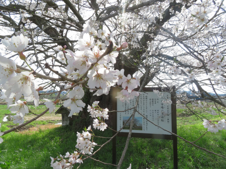 春八日市場の市天然記念物雲南桜（2025）