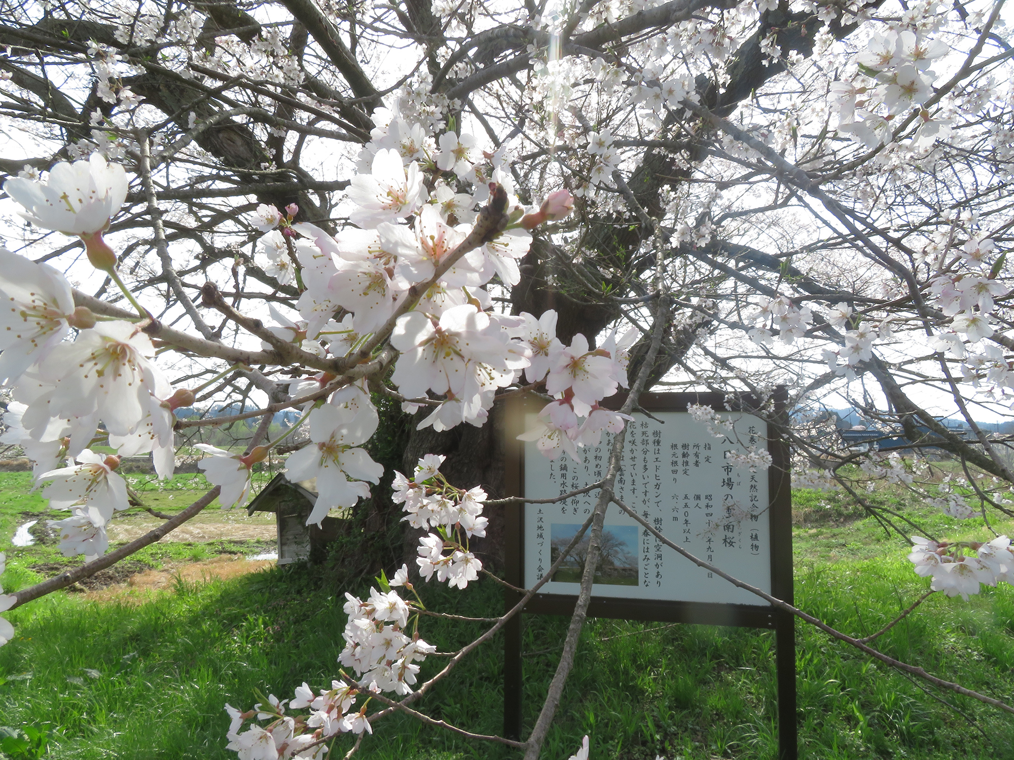 春八日市場の市天然記念物雲南桜（2025）