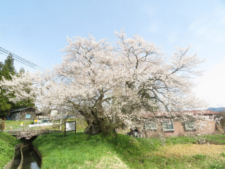 春八日市場市天然記念物雲南桜（2025）