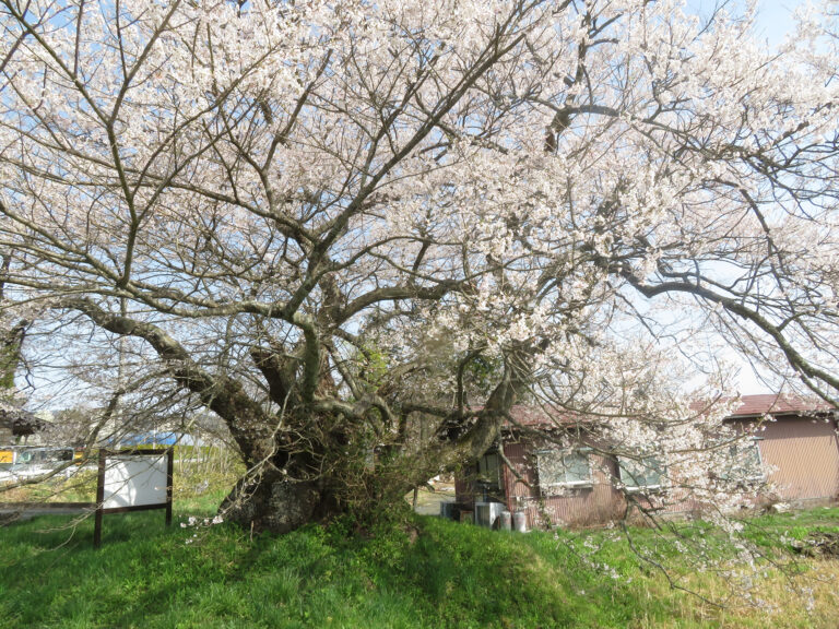 春八日市場の市天然記念物雲南桜（2025）