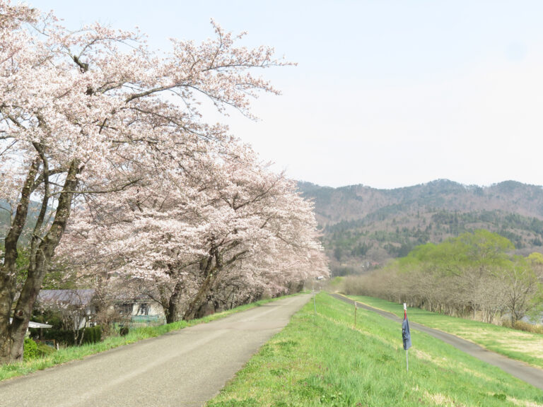 春前郷川原の桜道（2025）