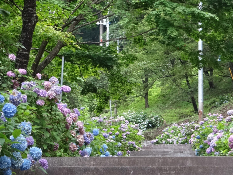 成島熊野神社参道の紫陽花