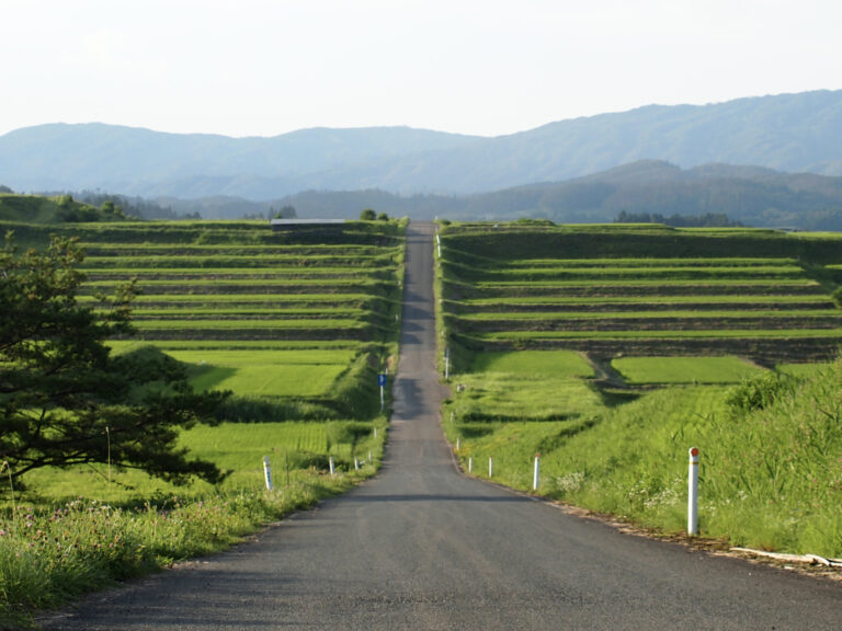 棚田