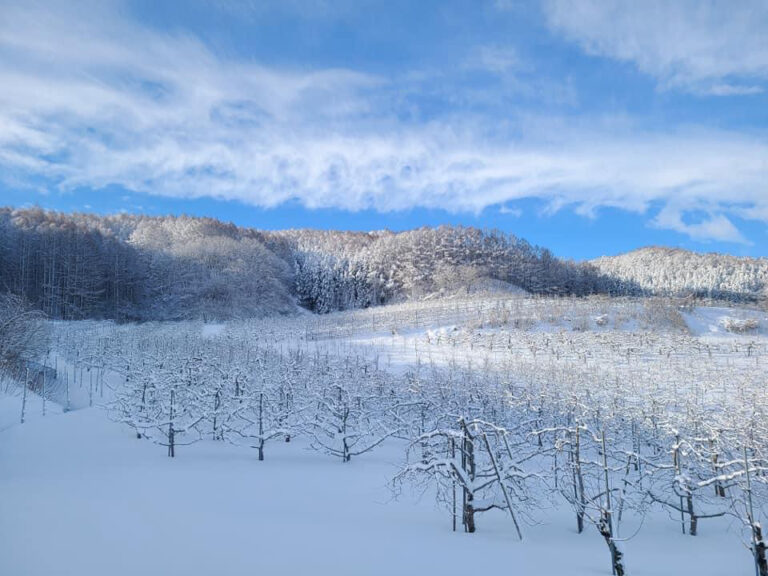 雪のりんご畑