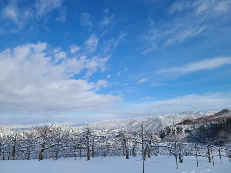 雪のりんご畑